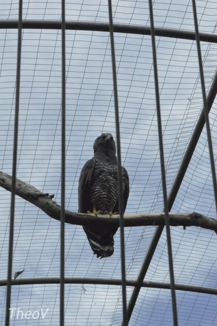 Crested eagle [2019]