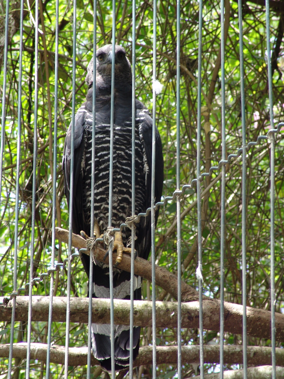 Crested Eagle (Morphnus guianensis)