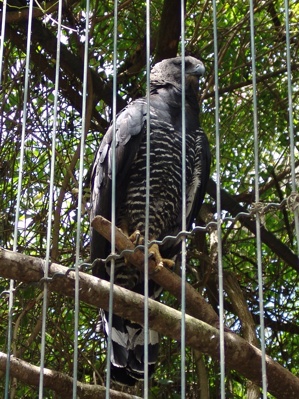 Crested Eagle (Morphnus guianensis)
