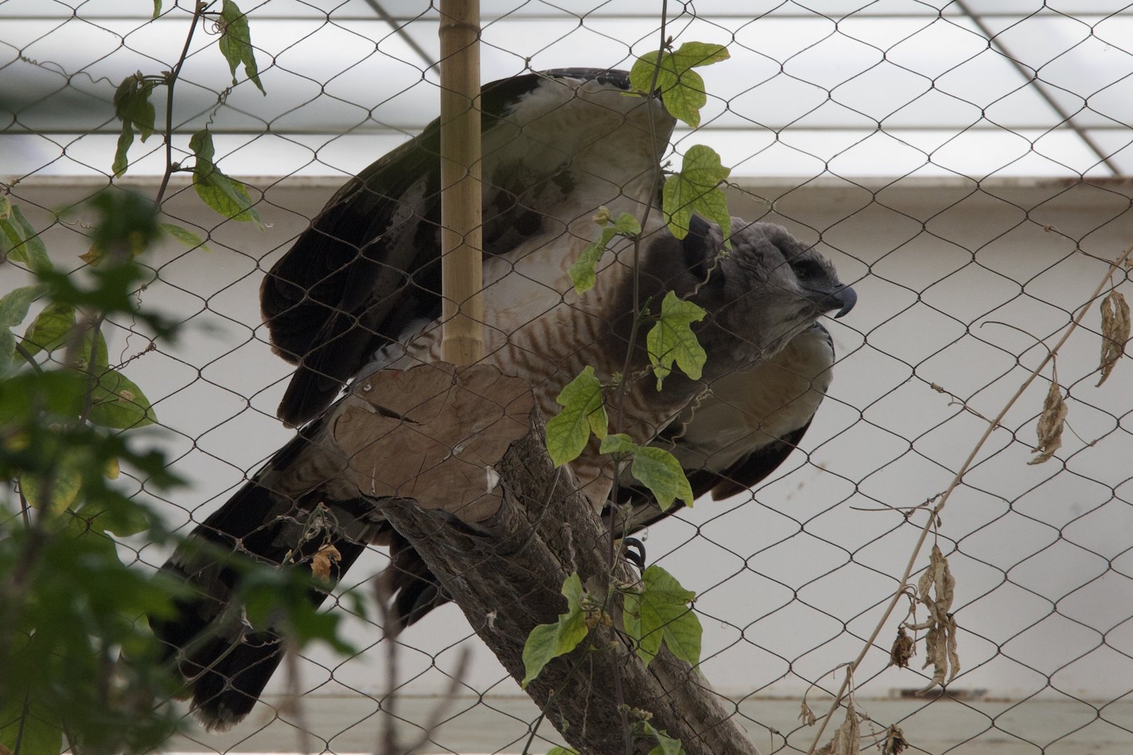 Crested Eagle/ Morphnus guianensis