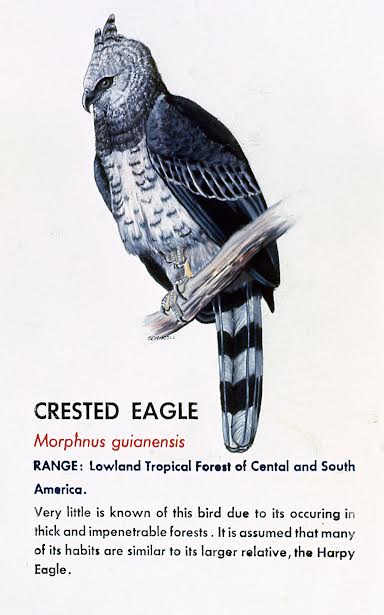 Crested Eagle Sign 1974