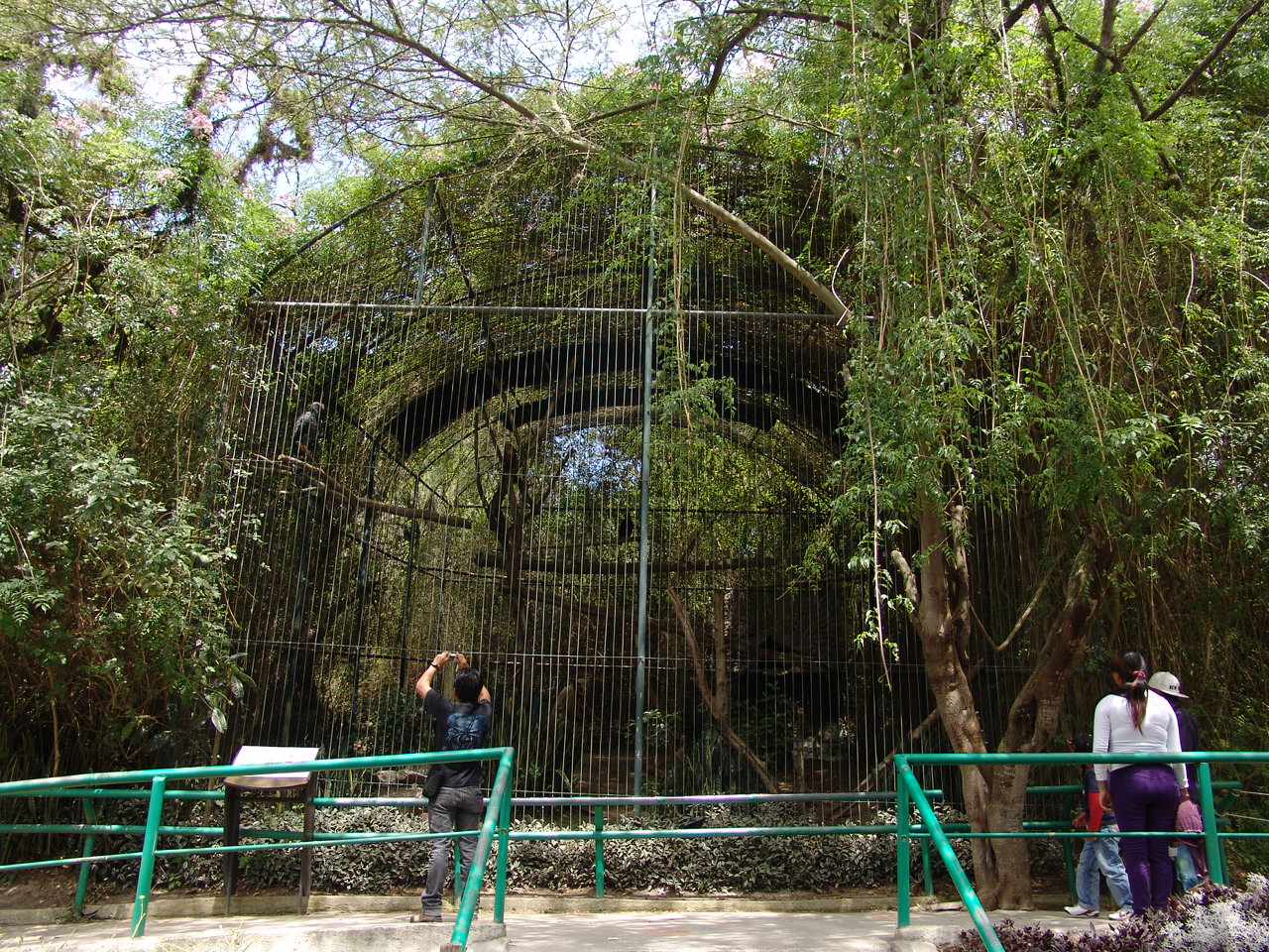 Crested Eagle's (Morphnus guianensis) Aviary