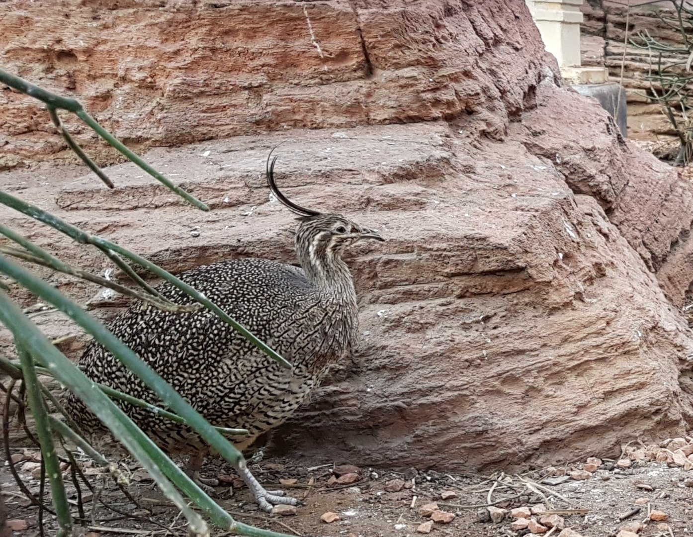 Crested elegant tinamou