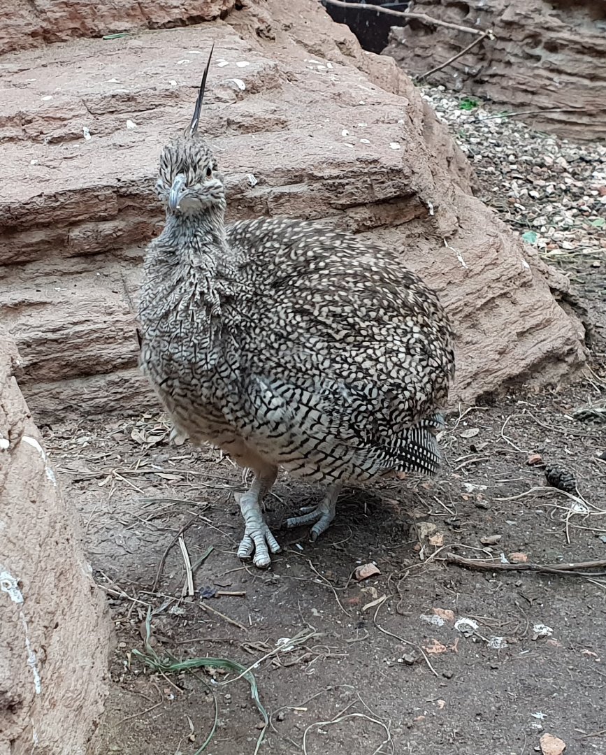 Crested elegant tinamou