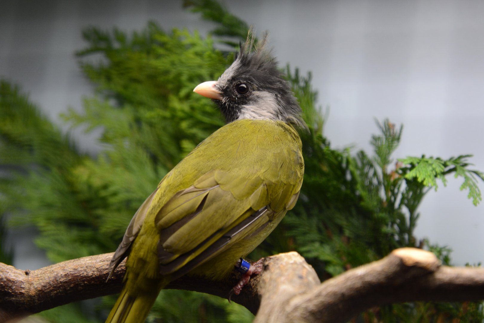 Crested finchbill (Spizixos canifrons)