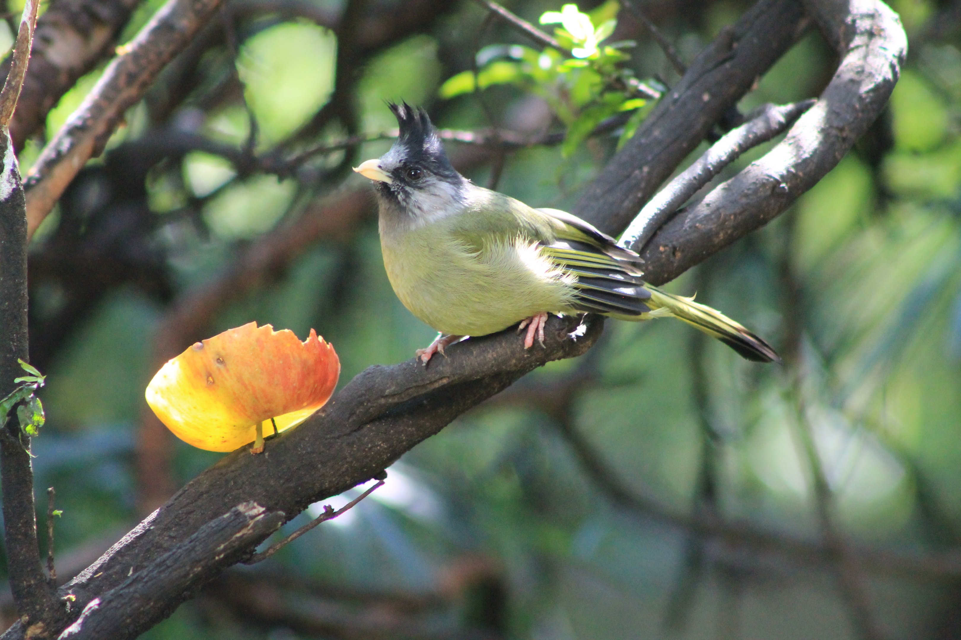 Crested Finchbill (Spizixos canifrons)