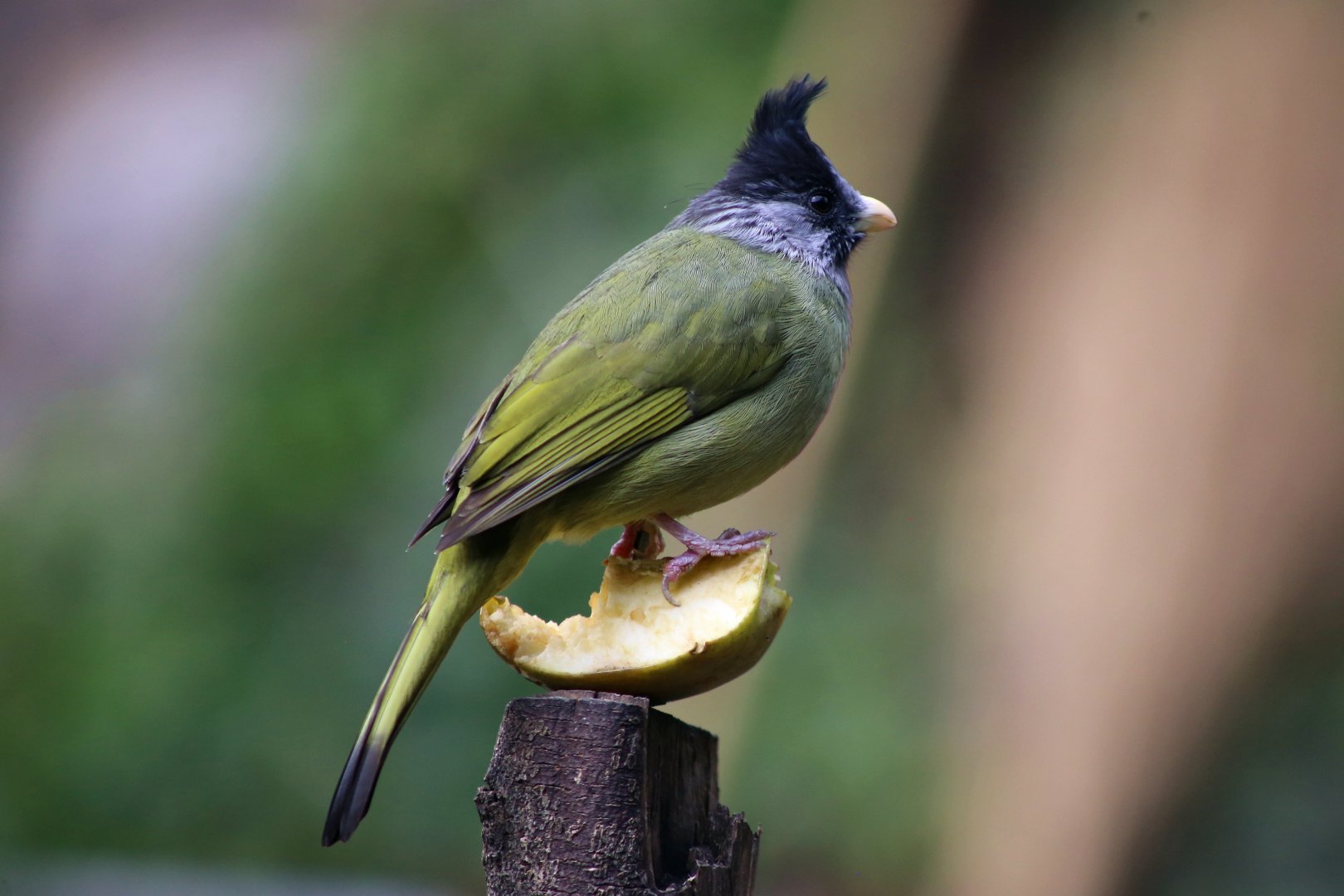 Crested Finchbill (Spizixos canifrons)