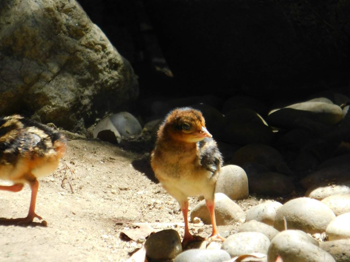 Crested Fireback chick
