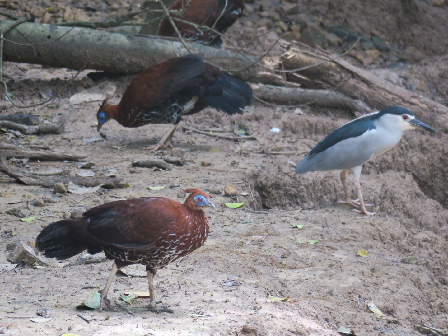 Crested fireback (female)