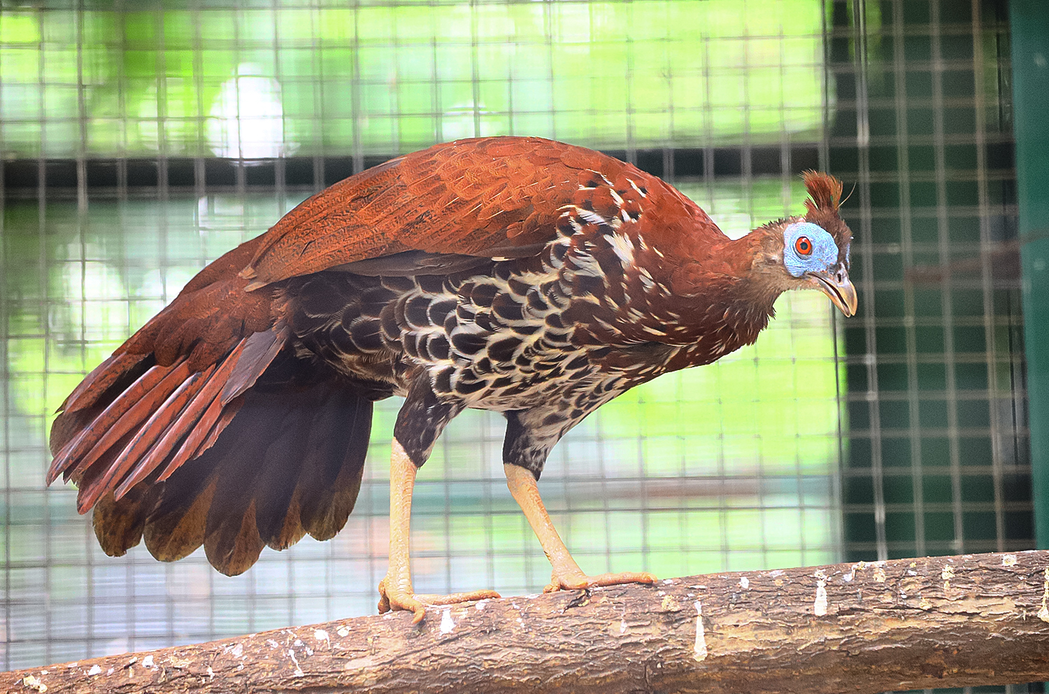 Crested fireback female