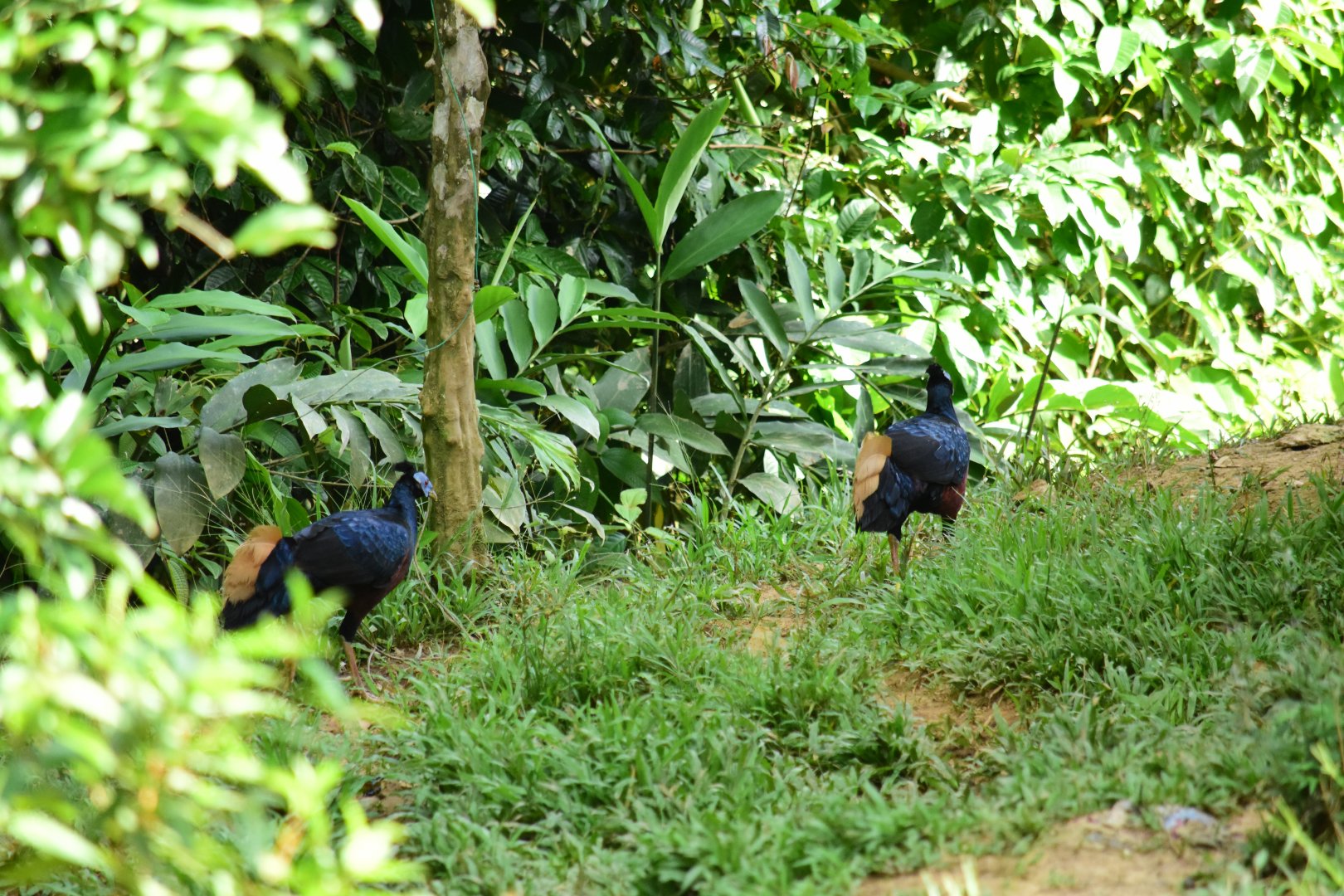 Crested fireback (Lophura ignita)- Danum Valley