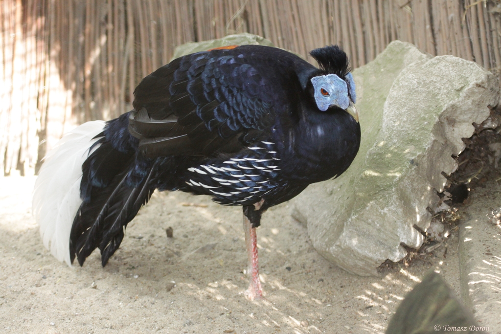 Crested Fireback (Lophura ignita rufa) male