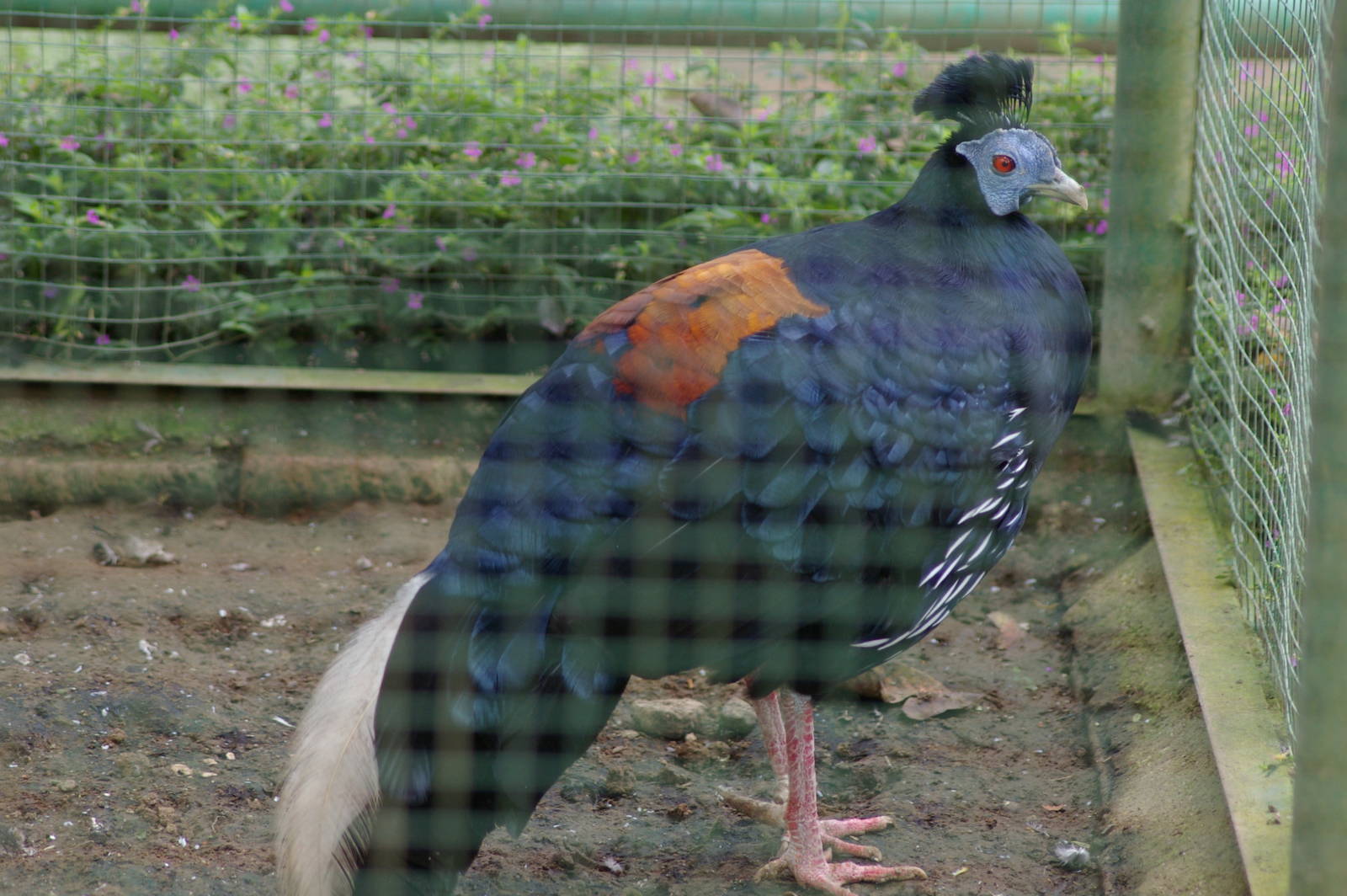 crested fireback (Lophura ignita rufa)
