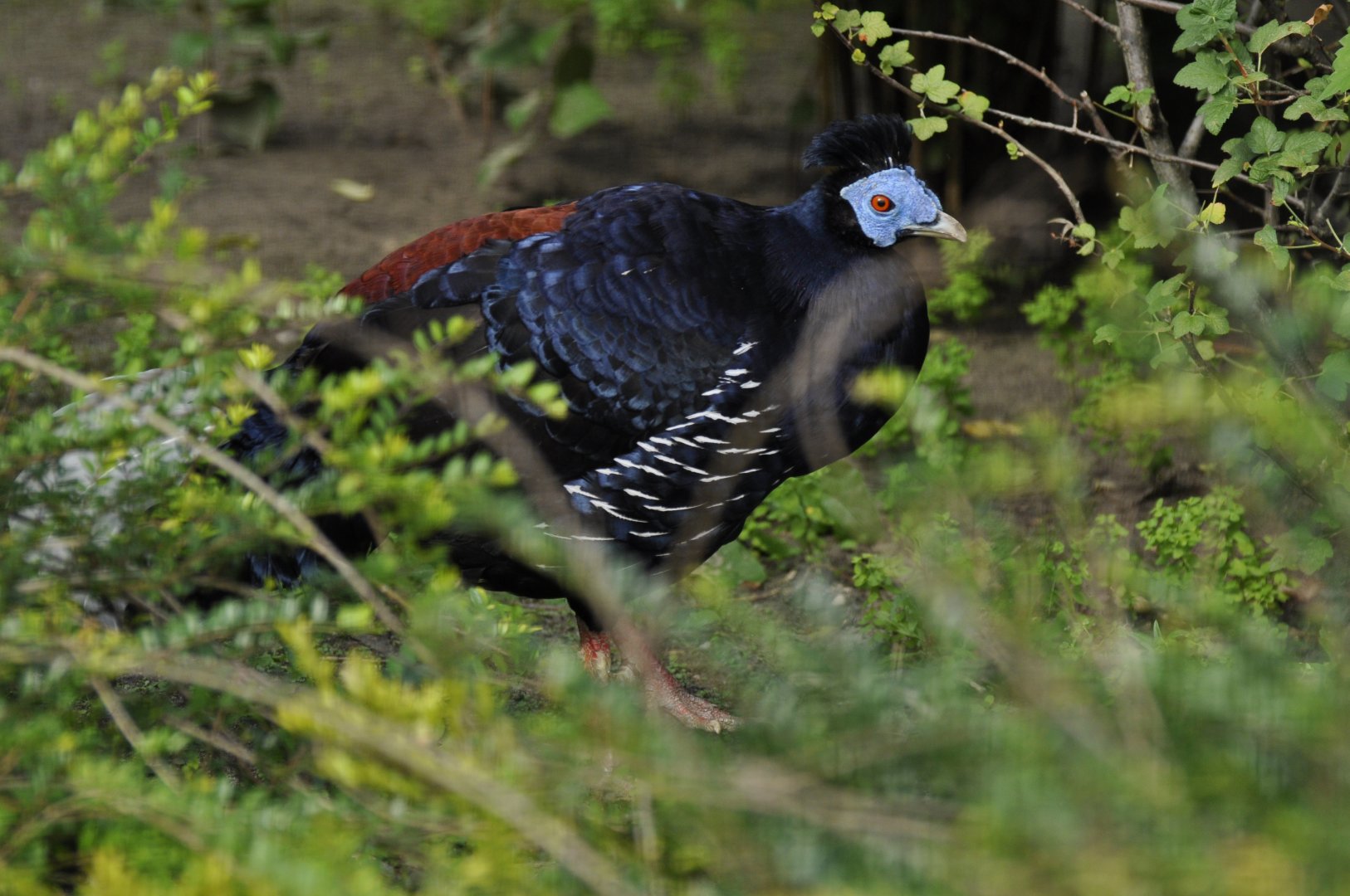 Crested fireback (Lophura ignita)