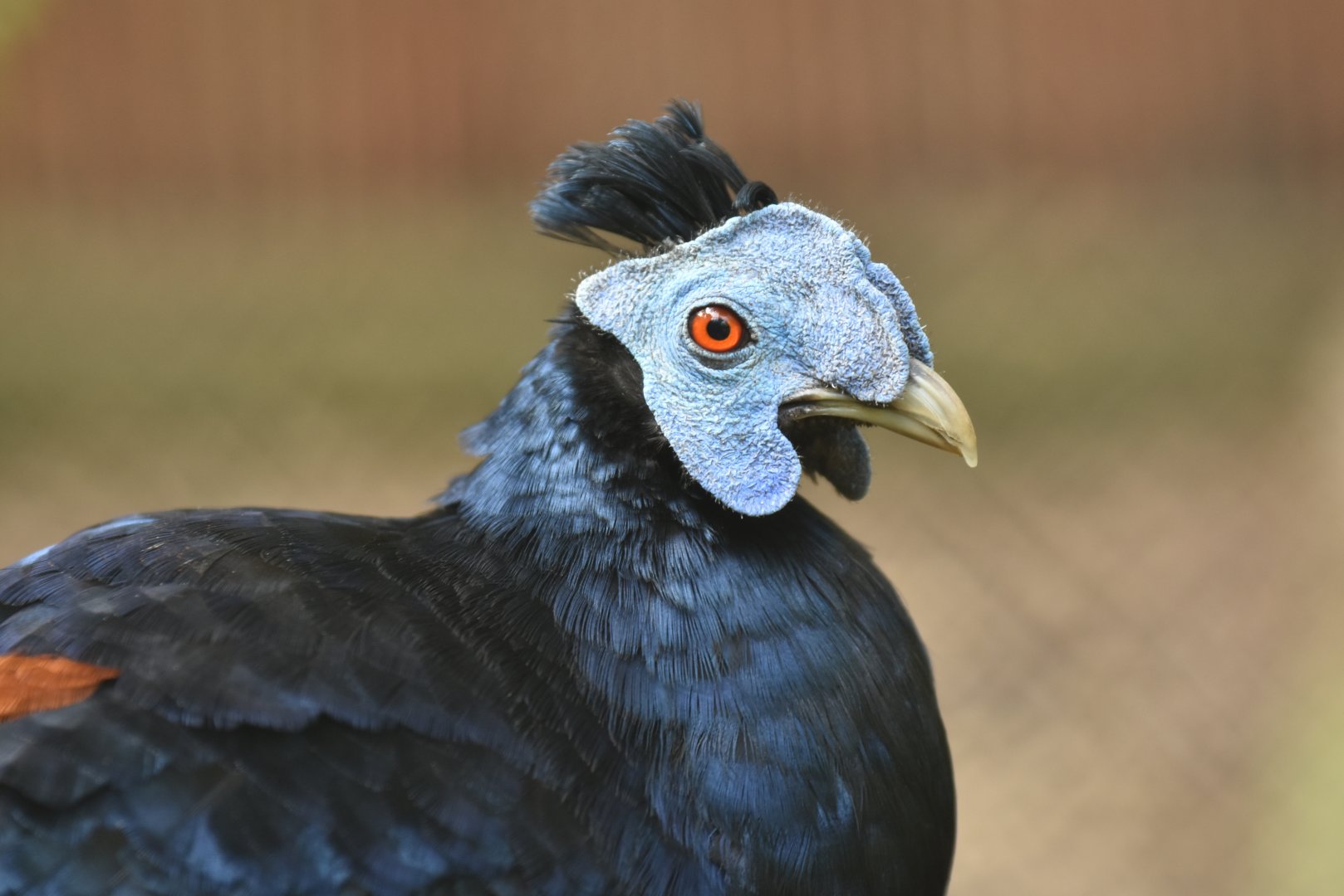 Crested fireback (Lopura rufa)