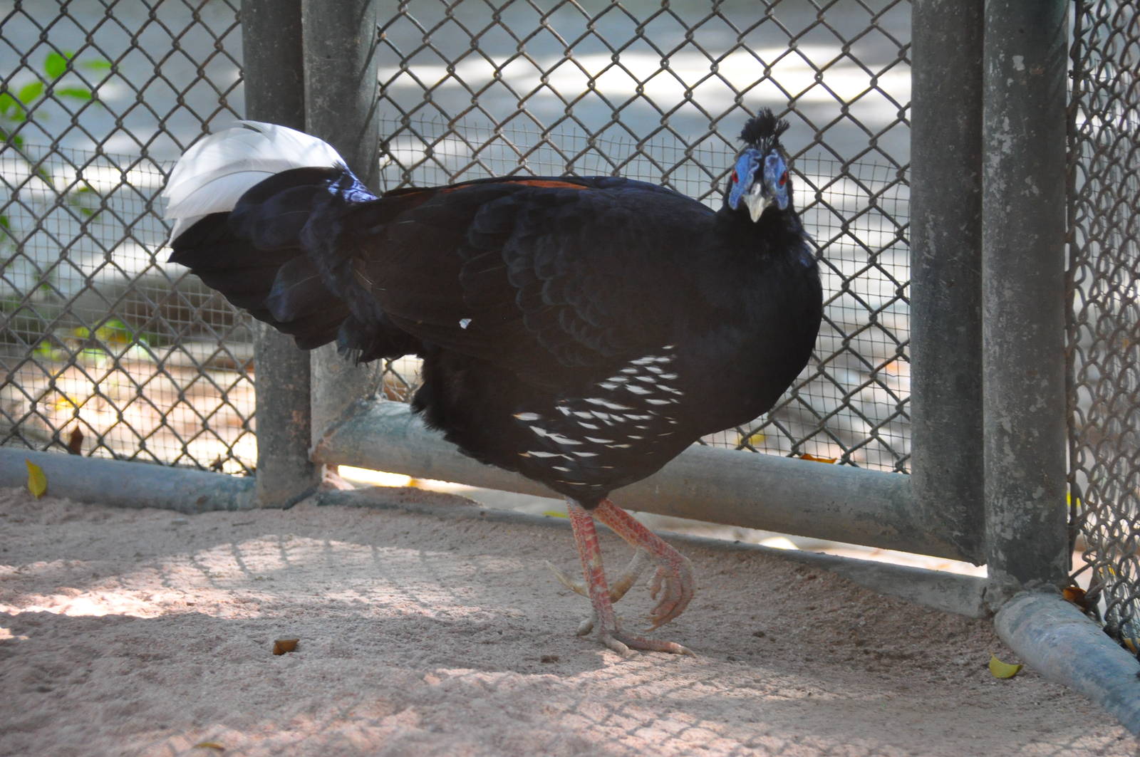 Crested fireback pheasant/ Lophura ignita rufa