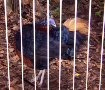 Crested Fireback Pheasant (Lophura ignita)