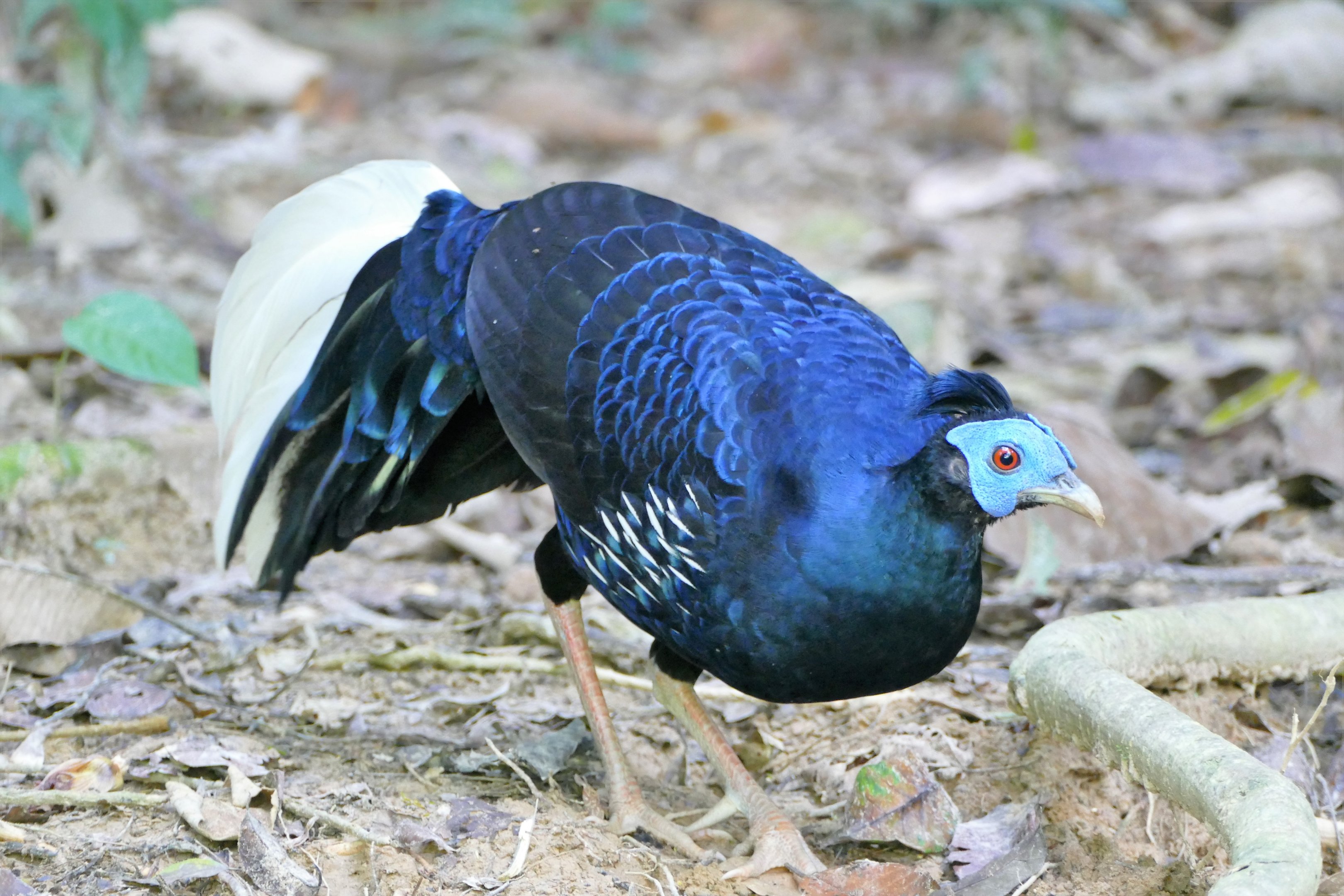 Crested Fireback - Taman Negara