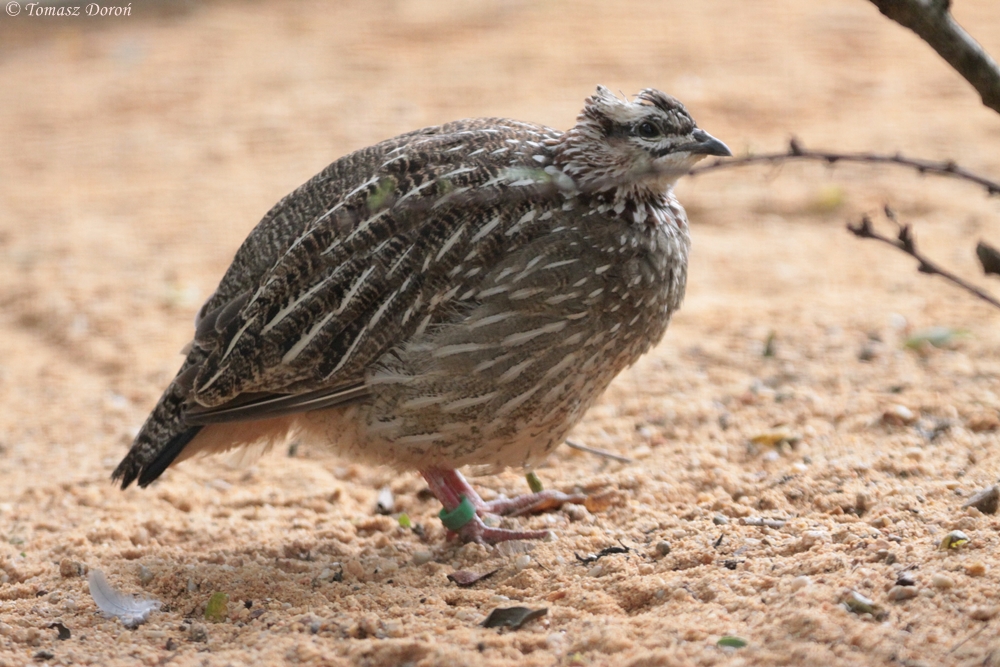 Crested Francolin (Francolinus sephaena)