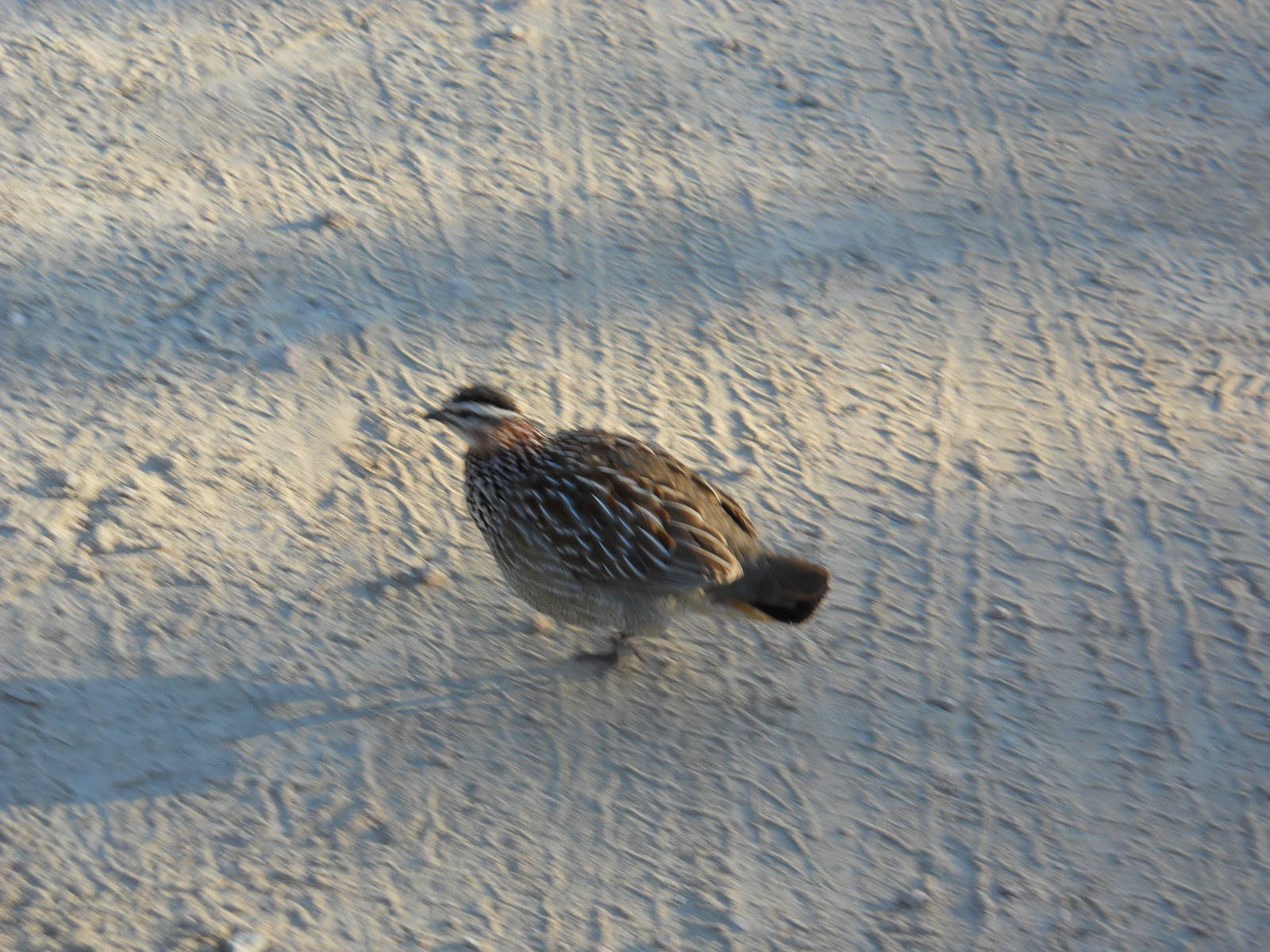 Crested francolin, Kruger National Park