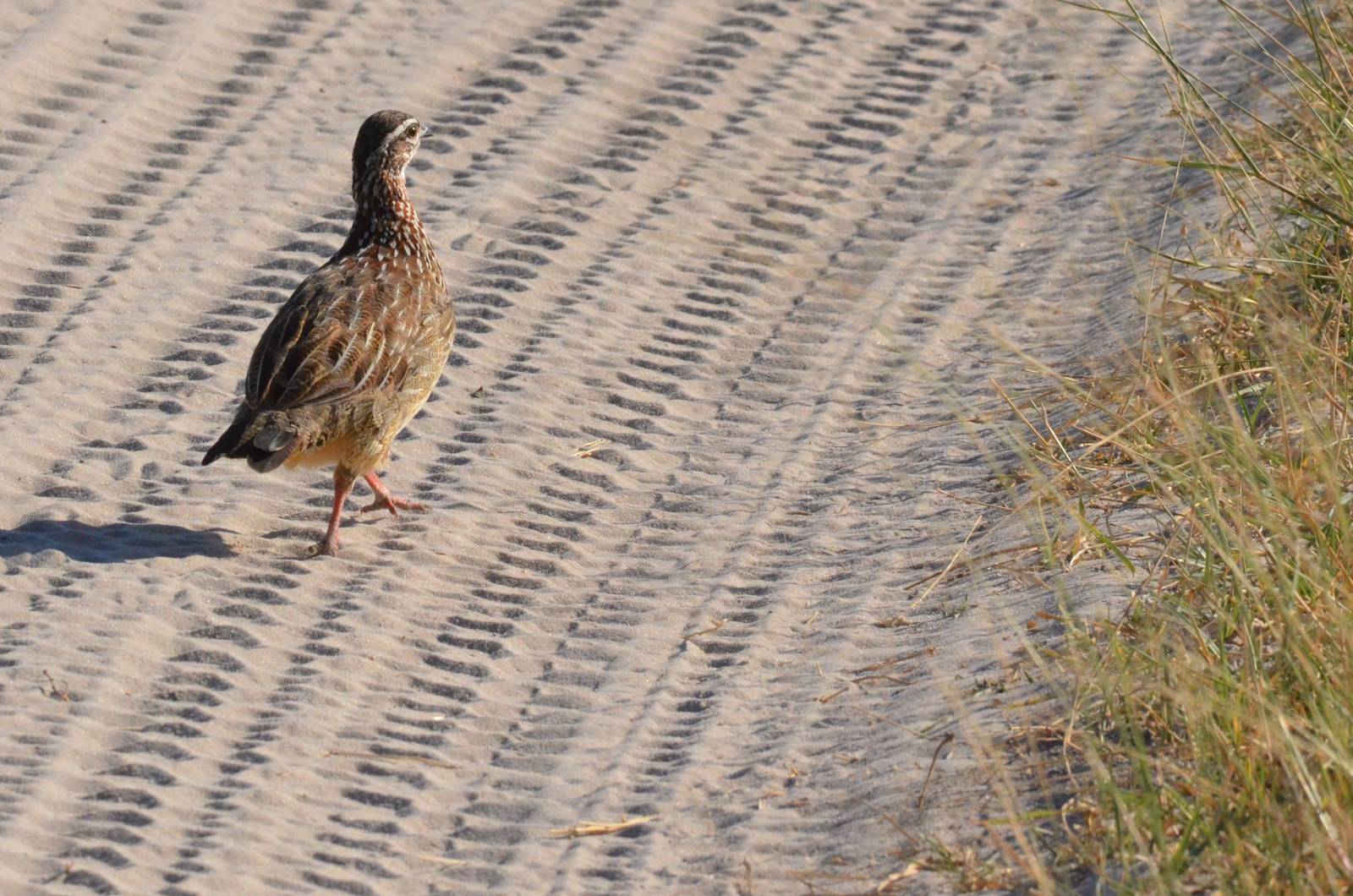 Crested Francolin, Moremi Game Reserve, Botswana, 28/04/16