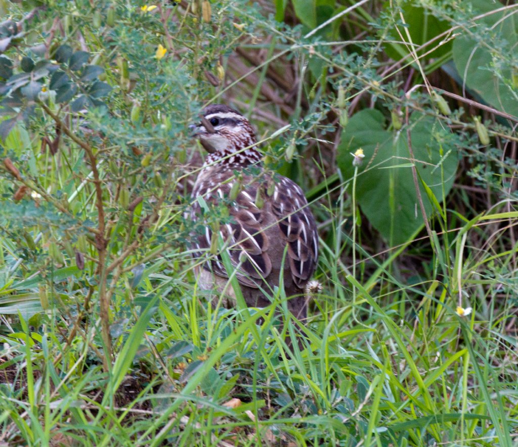 Crested Francolin