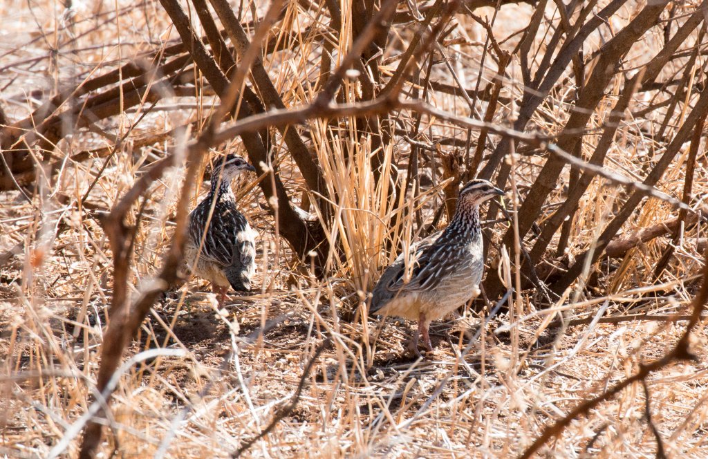 Crested Francolin