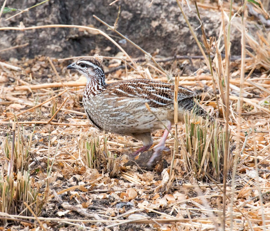 Crested Francolin