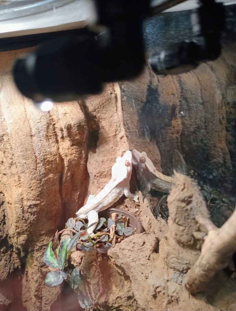 Crested Gecko (6/21/25)