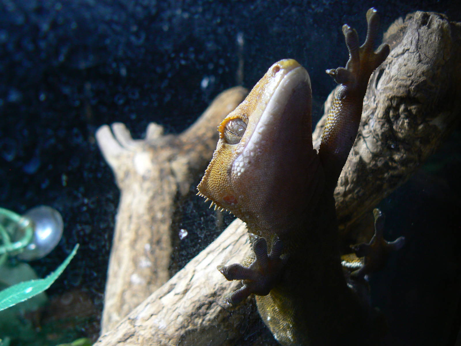 Crested Gecko - 6 August 2016, Kirkley Hall Zoological Gardens