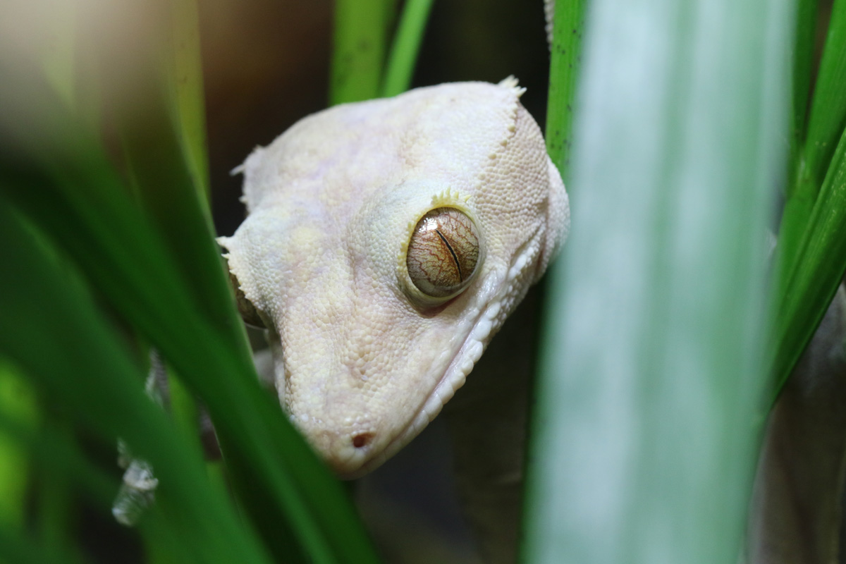 Crested Gecko at Blackpool Zoo 15th February, 2018.