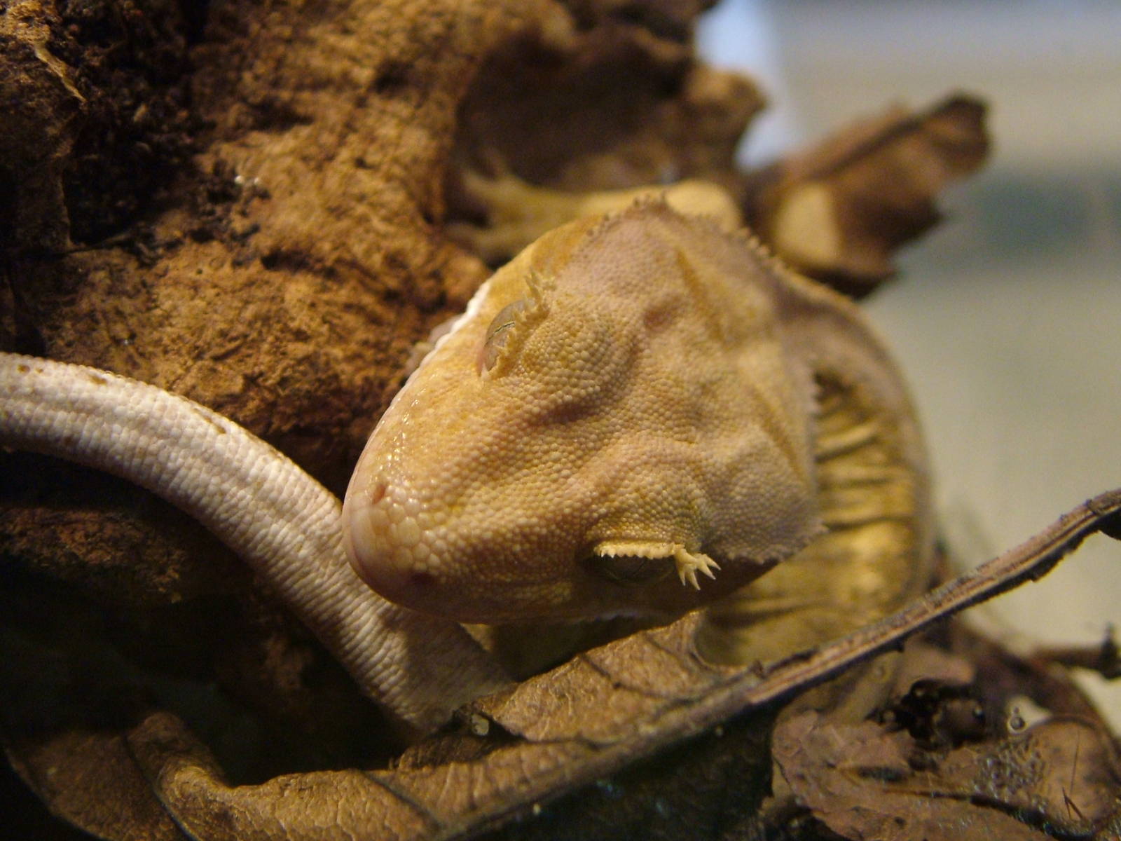 Crested Gecko at Cotswold WP 17/04/10