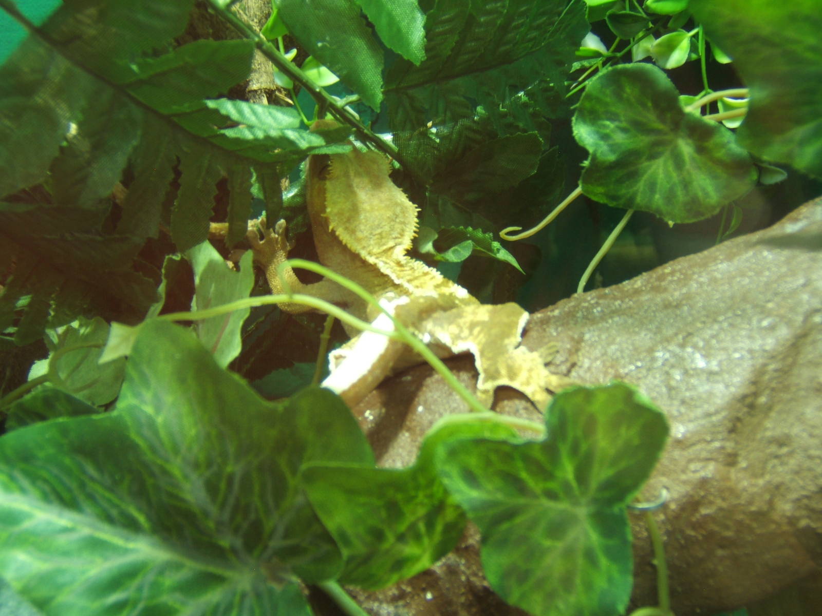 Crested Gecko (Correlophus ciliatus)