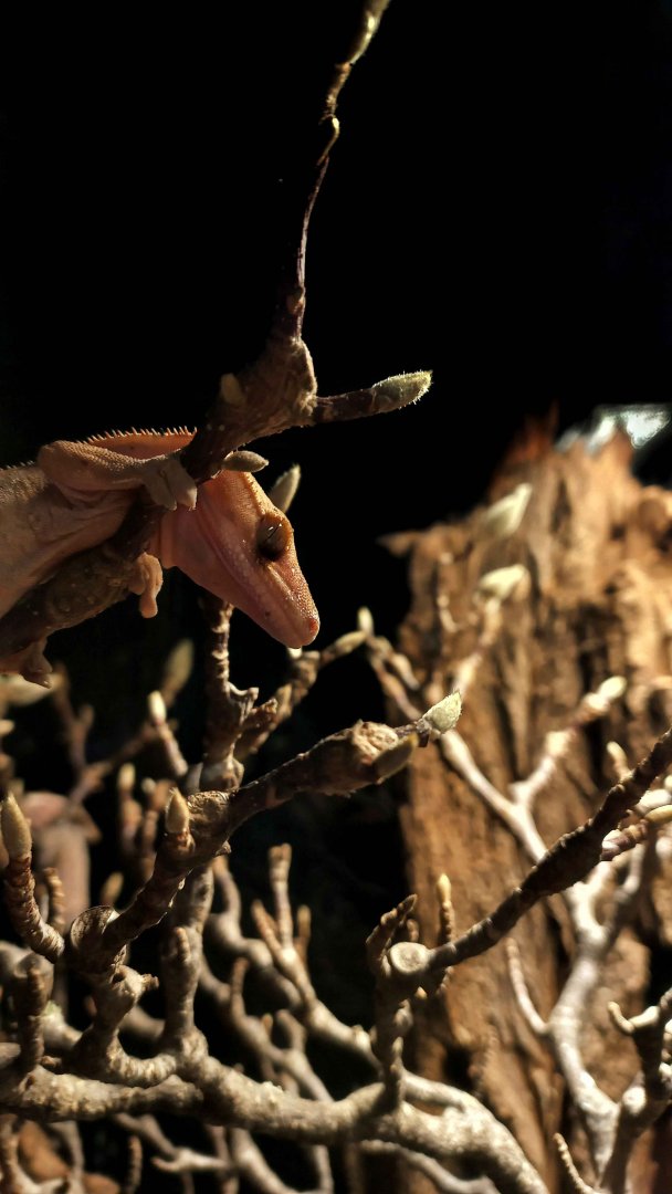 Crested gecko (Correlophus ciliatus)