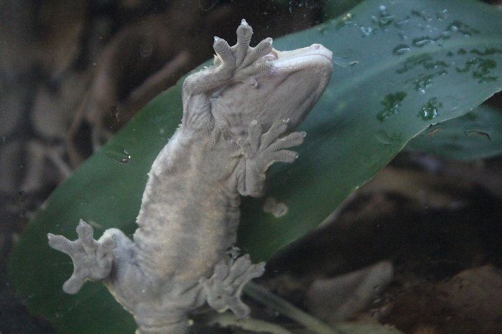 Crested gecko (Correlophus ciliatus)