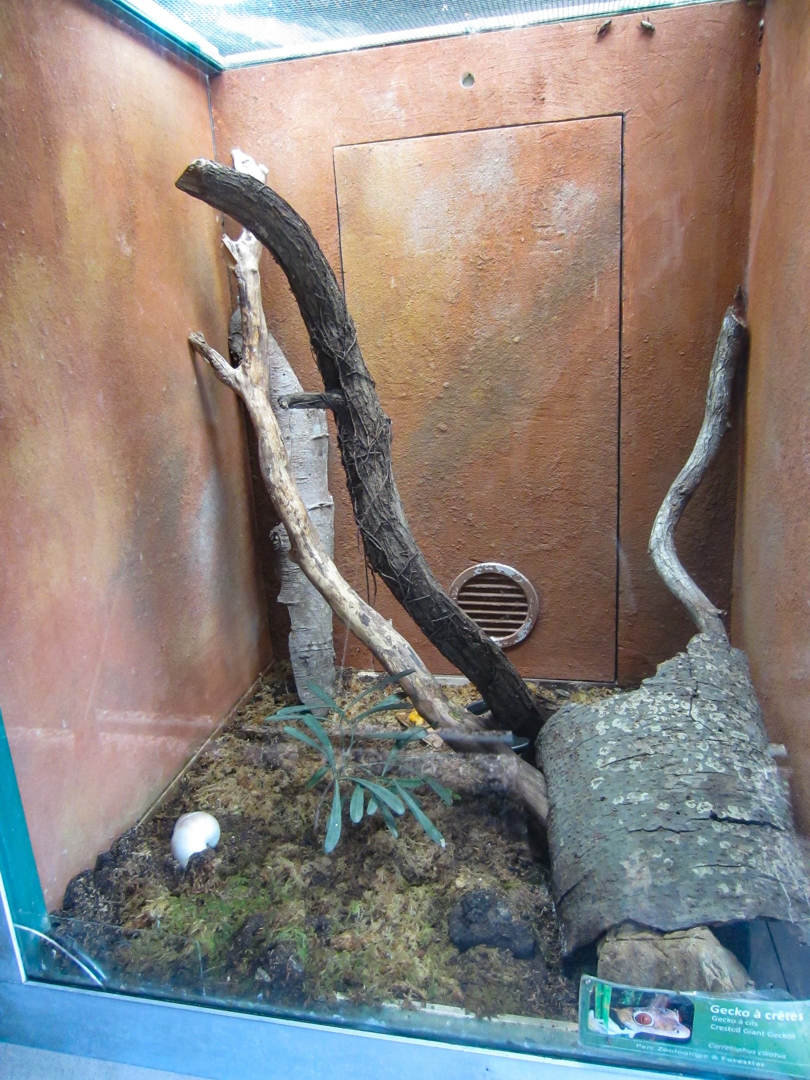 Crested Gecko enclosure