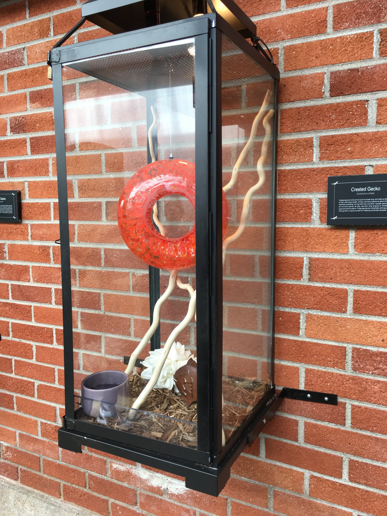 Crested gecko exhibit