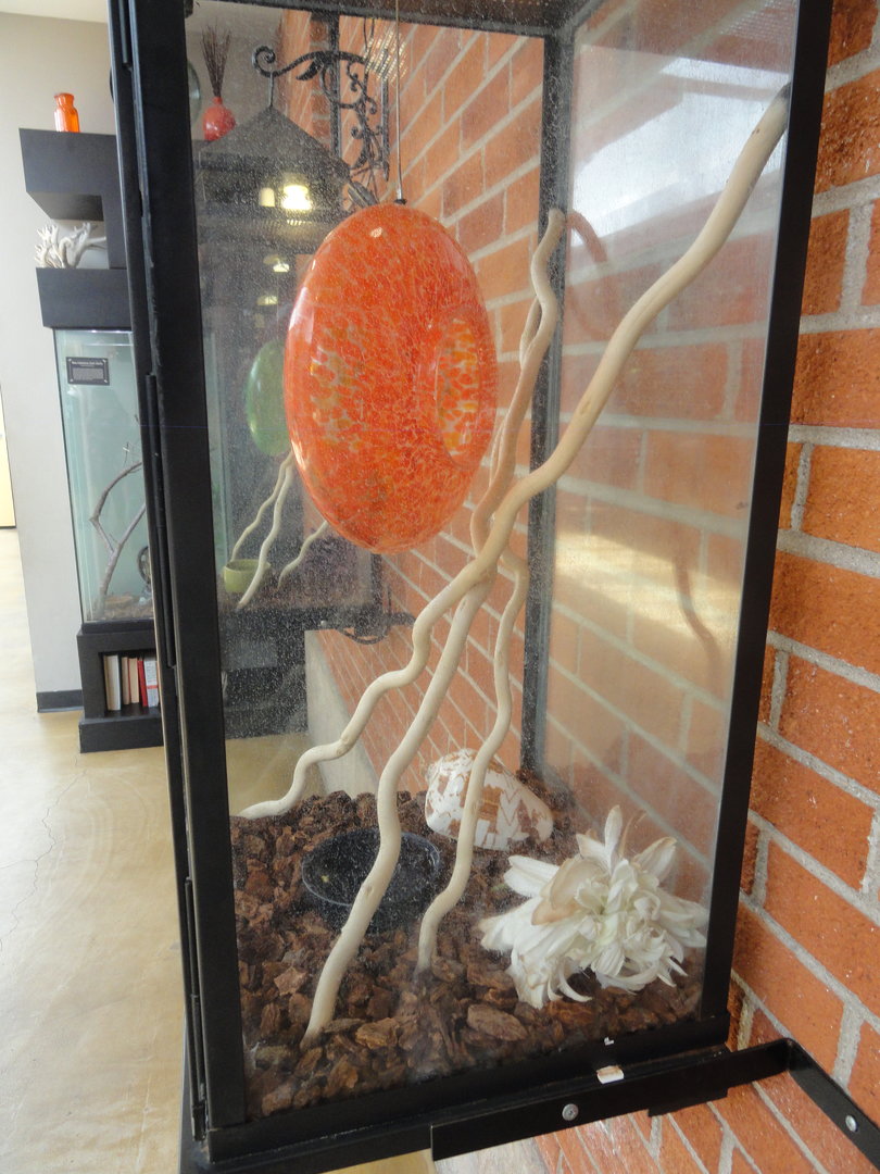 Crested Gecko Exhibit