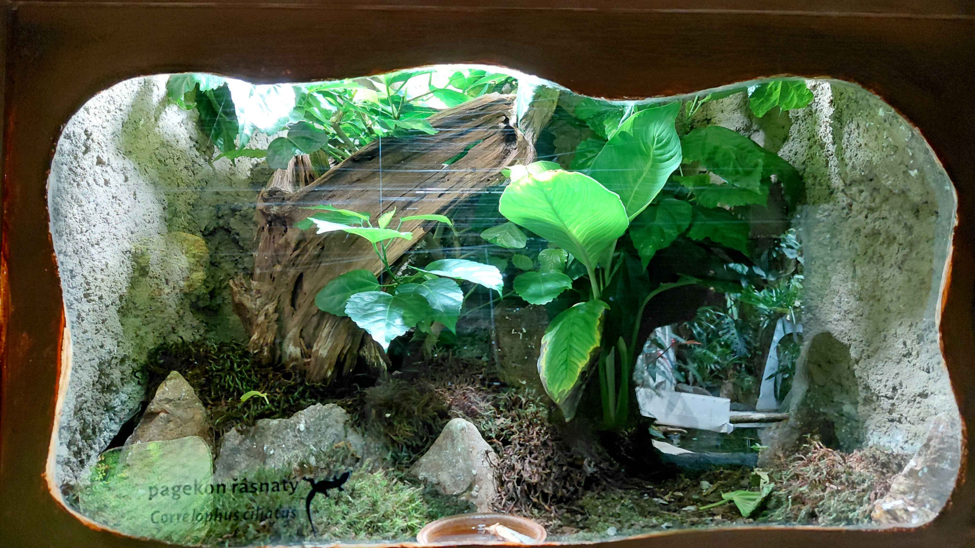 Crested gecko exhibit