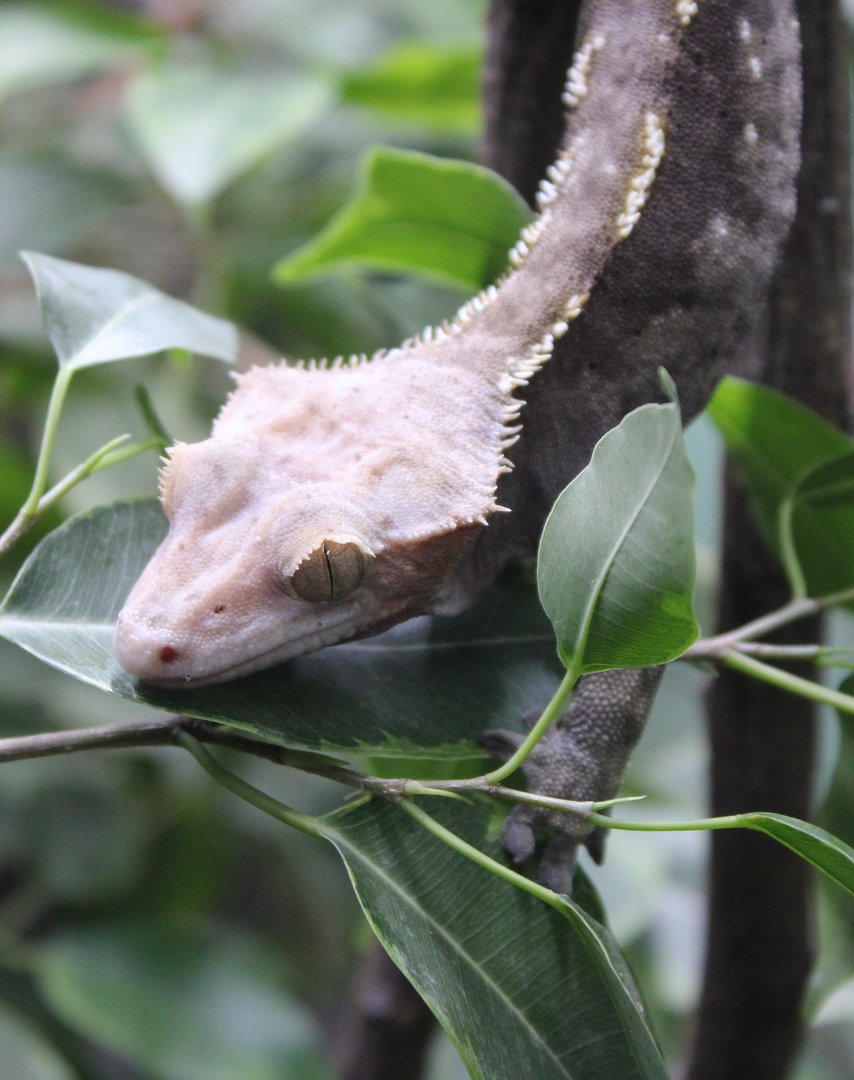 Crested gecko - Rhacodactylus ciliatus