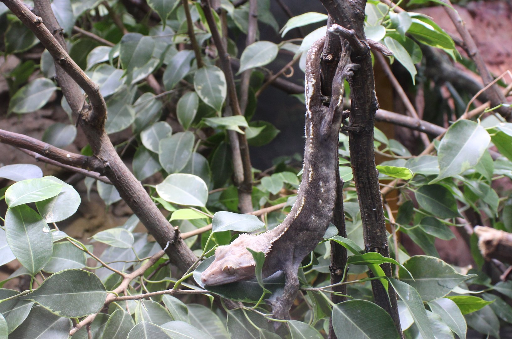 Crested gecko - Rhacodactylus ciliatus