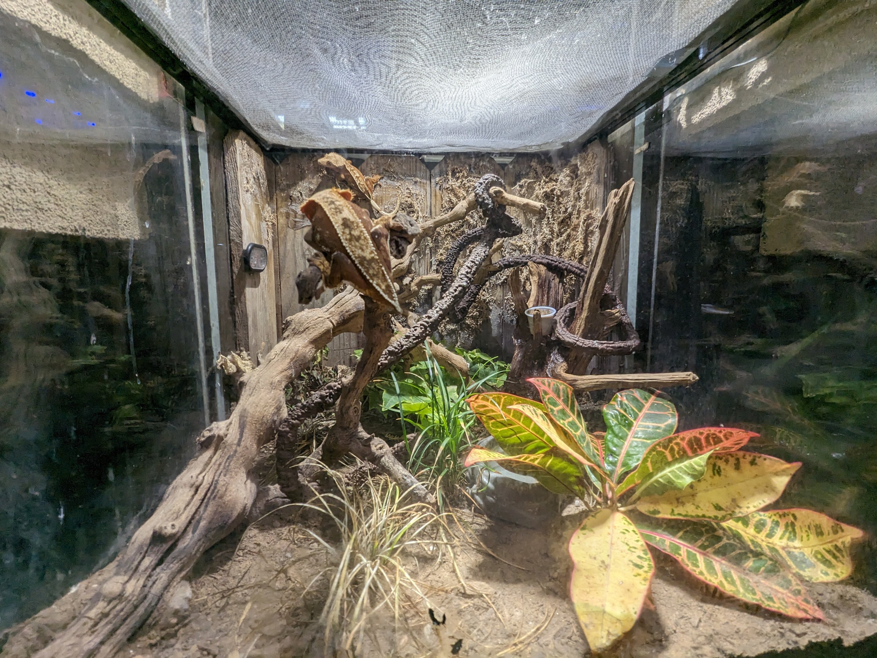 Crested gecko tank