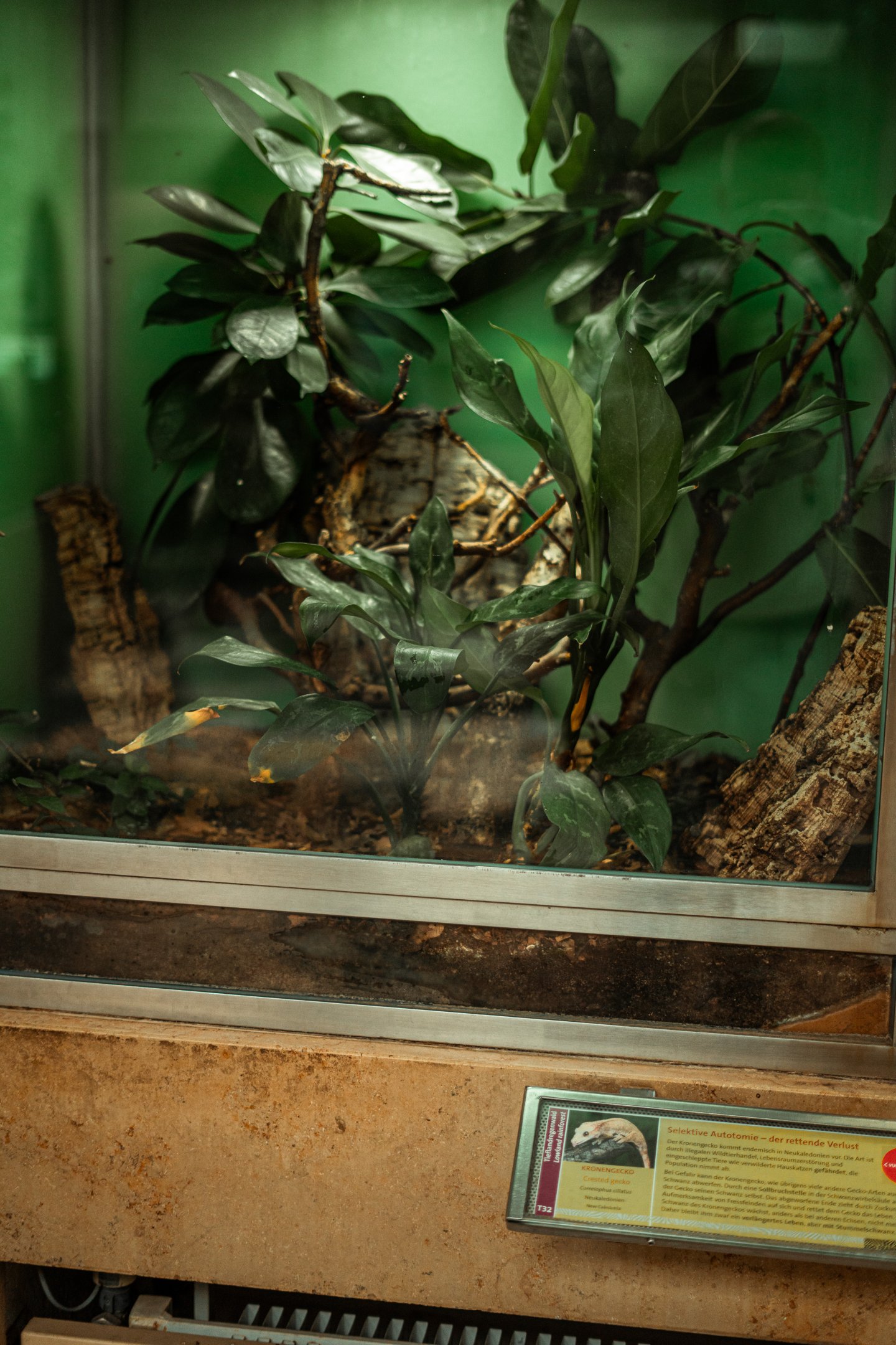 Crested Gecko terrarium