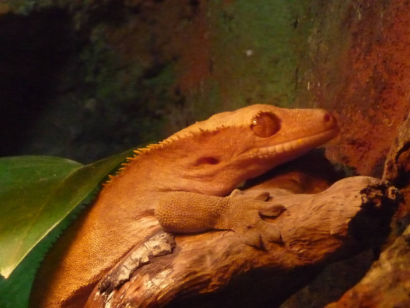Crested Gecko