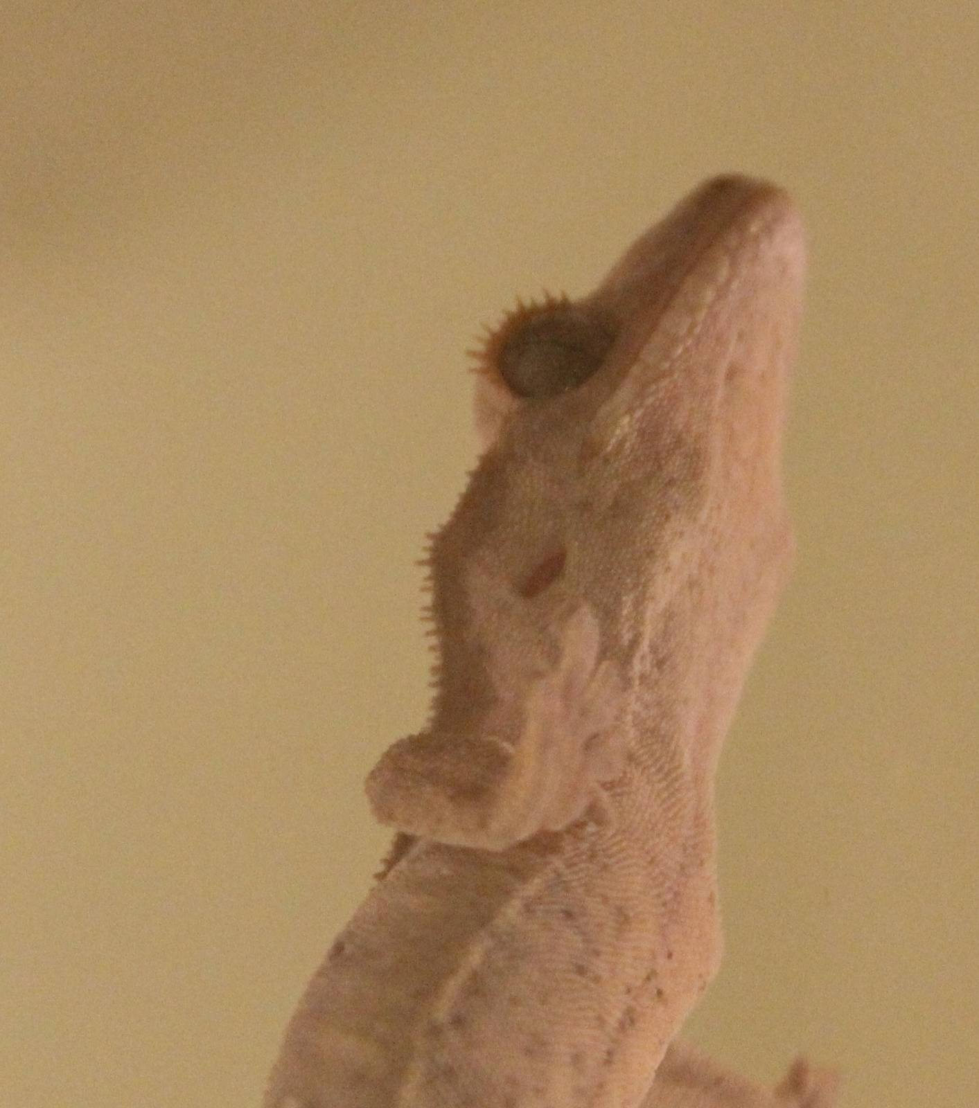 Crested gecko