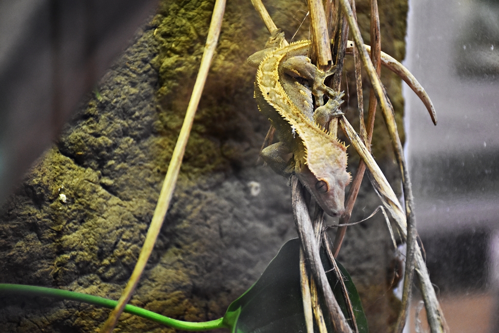 Crested gecko