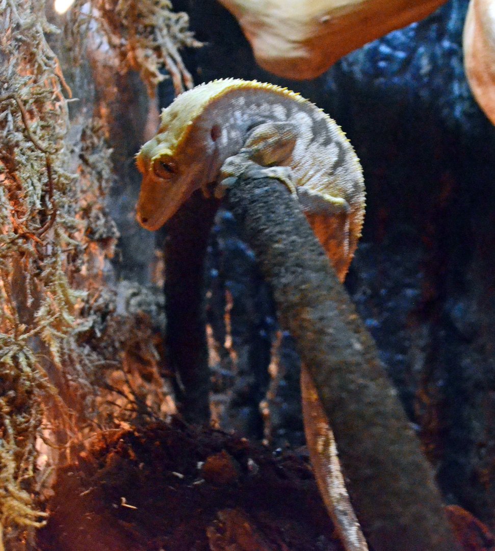 Crested gecko