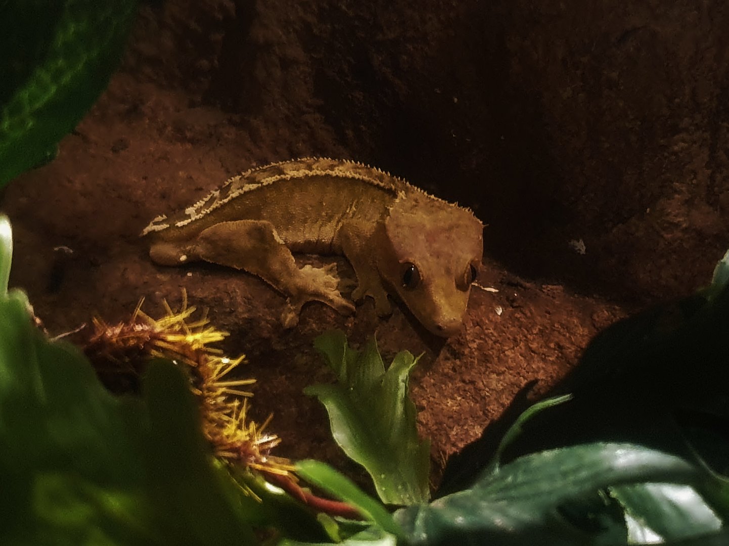 Crested Gecko
