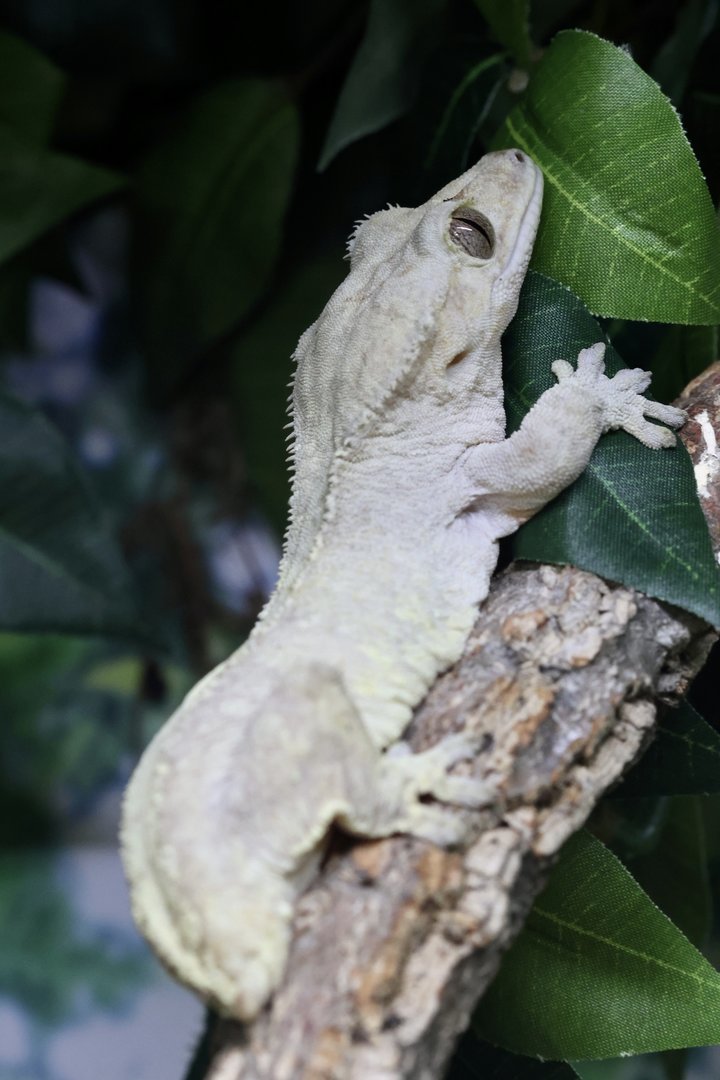 Crested Gecko