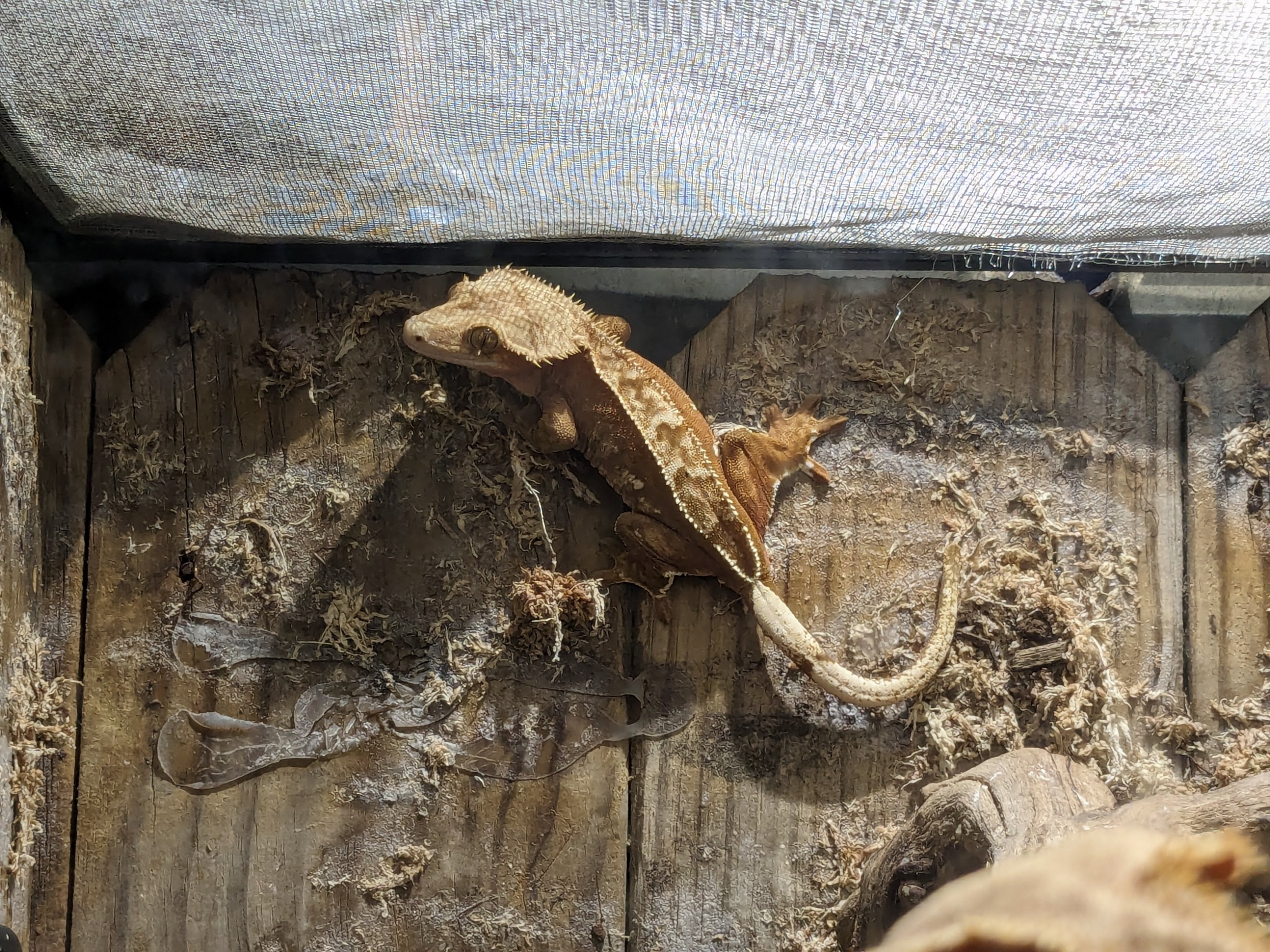 Crested gecko